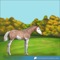 Horse Color:Silver Bay Roan Splash Rabicano 