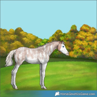 Horse Color:Silver Bay Roan Sabino Splash Rabicano 