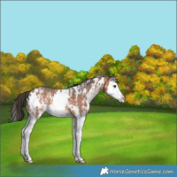 Horse Color:White Spotted Bay Sabino Splash 