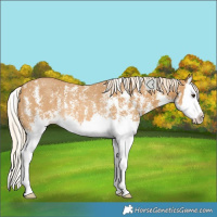Horse Color:Palomino Sabino Splash Rabicano 