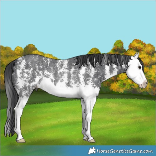 Horse Color:Black Sabino Splash Rabicano 