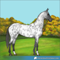 Horse Color:Blue Roan Appaloosa Rabicano 