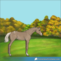 Horse Color:Silver Smoky Grullo Appaloosa 
