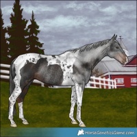 Horse Color:Liver Chestnut Tobiano Rabicano 