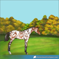 Horse Color:White Spotted Bay Appaloosa Rabicano 