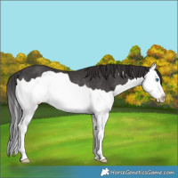 Horse Color:Smoky Black Splash Rabicano 