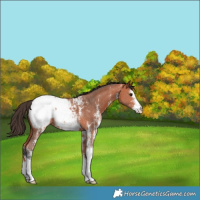 Horse Color:Bay Sabino Snowcap 