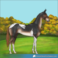 Horse Color:Liver Chestnut Tobiano Rabicano 