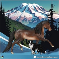 Horse Color:Liver Chestnut Rabicano