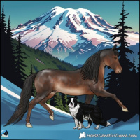 Horse Color:Liver Chestnut Rabicano 