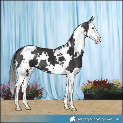 Horse Color:White Spotted Smoky Black Splash 