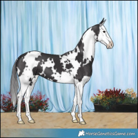 Horse Color:White Spotted Smoky Black Splash