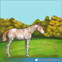 Horse Color:White Spotted Gold Champagne Sabino Rabicano 