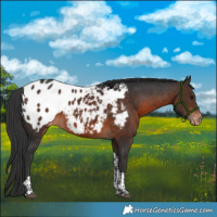 Horse Color:Brown Tobiano Blanket Rabicano 