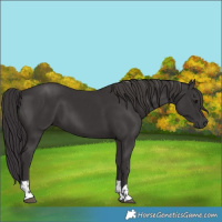 Horse Color:Smoky Black  and Smoky Black 