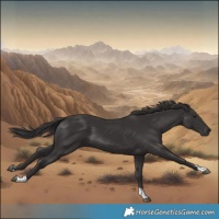 Horse Color:Smoky Black and Smoky Black