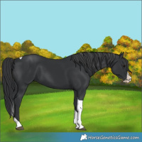 Horse Color:Black Splash Tobiano 