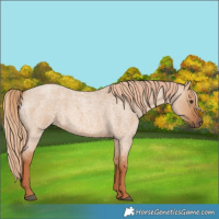 Horse Color:Red Dun Roan 