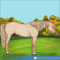 Horse Color:Red Dun Roan 