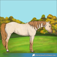 Horse Color:Red Dun Roan 
