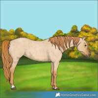 Horse Color:Red Dun Roan