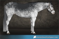 Horse Color:White Spotted Black 