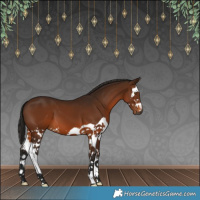 Horse Color:Gray Bay Splash 