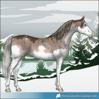 Horse Color:Liver Red Dun Mushroom Splash Appaloosa Brindle 