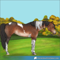 Horse Color:Brown Tobiano 