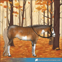 Horse Color:White Spotted Chocolate Palomino Mushroom
