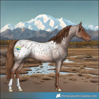 Horse Color:Red Roan Appaloosa Rabicano 