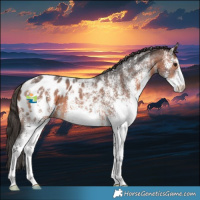 Horse Color:White Spotted Brown Appaloosa 
