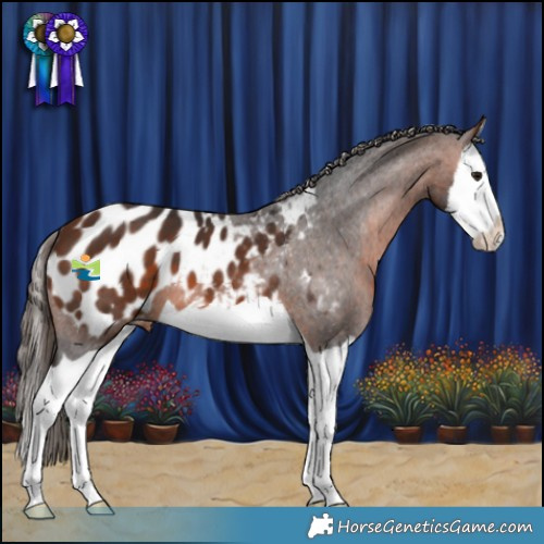 Horse Color:Brown Splash Appaloosa 