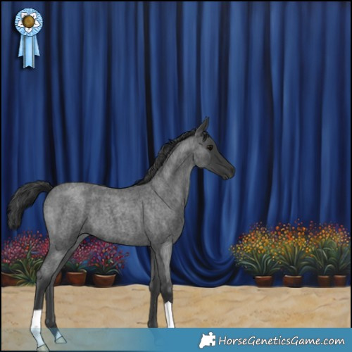 Horse Color:Blue Roan 