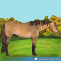 Horse Color:Buckskin 