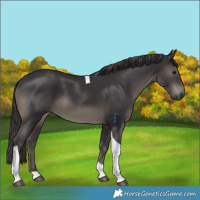 Horse Color:Smoky Black Tobiano Rabicano 