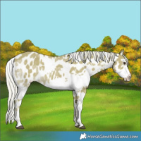 Horse Color:Watercolor Palomino Splash Near Leopard 