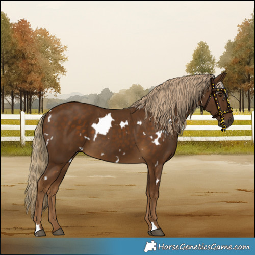 Horse Color:White Spotted Chocolate Palomino 