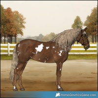Horse Color:White Spotted Chocolate Palomino 