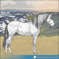 Horse Color:Blue Roan Appaloosa 