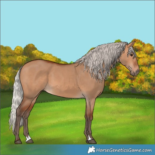 Horse Color:Silver Bay Dun 