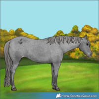 Horse Color:Black Varnish Rabicano 