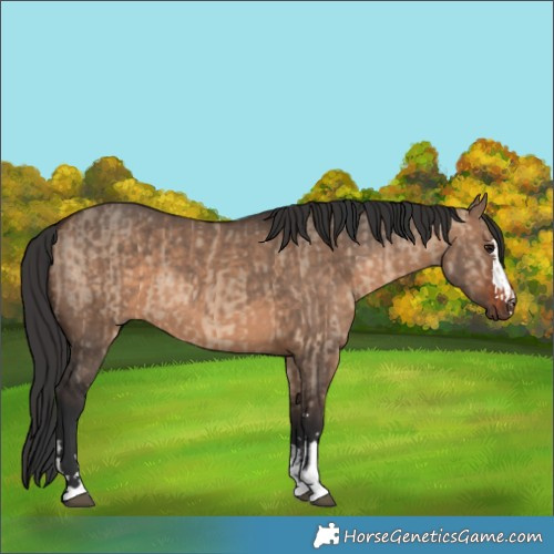 Horse Color:Brown Dun  and Brown Dun 