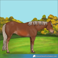 Horse Color:Chestnut 
