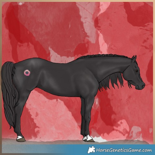 Horse Color:Smoky Black 