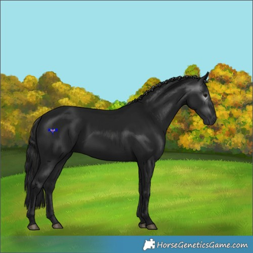 Horse Color:Gray Black 