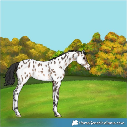 Horse Color:Brown Dun Near Leopard Rabicano 