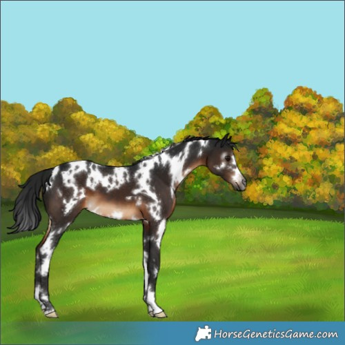 Horse Color:Gray White Spotted Brown 