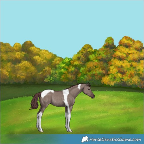 Horse Color:Chocolate Grullo Tobiano Rabicano 