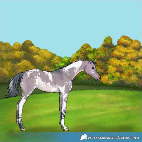 Horse Color:Watercolor White Spotted Chocolate Brown Dun Tobiano Rabicano